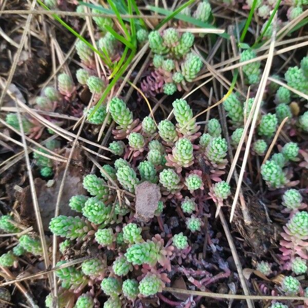 Spanish stonecrop (Sedum hispanicum)