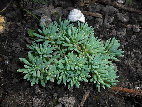Spanish stonecrop: Rozchodnik siny ( Sedum hispanicum ).