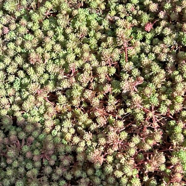 Spanish stonecrop (Sedum hispanicum)