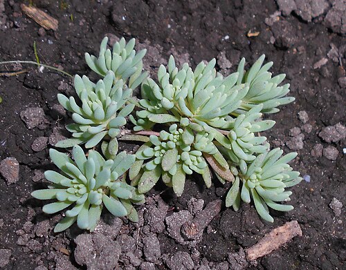 Spanish stonecrop: Rozchodnik siny ( Sedum hispanicum ).