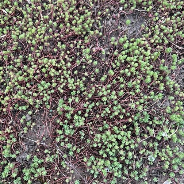 Spanish stonecrop (Sedum hispanicum)