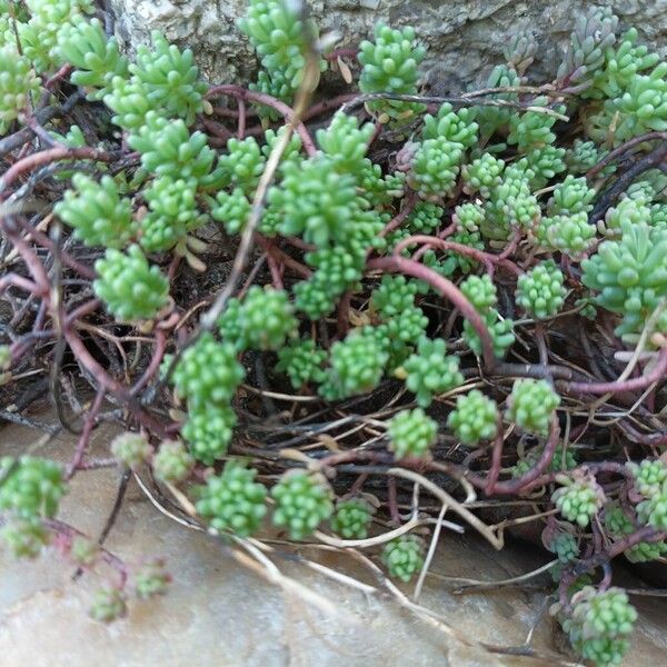 Spanish stonecrop (Sedum hispanicum)