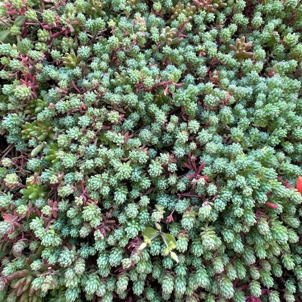Spanish stonecrop (Sedum hispanicum)
