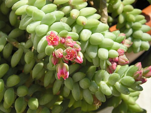 Burro's tail: Donkey's tail, Burro's Tail, Rabo de Burro, Sedum morganianum . All these names describe this succulent. Here it is in full bloom, which may be once or twice a 