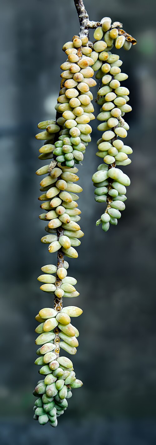 Burro's tail: Sedum morganianum