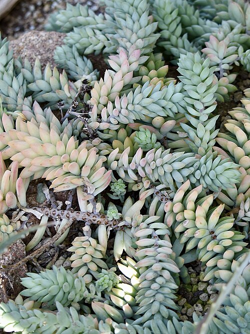 Burro's tail: Sedum morganianum DONKEY TAIL. Berggarten Hannover.