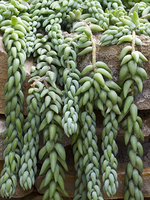 Burro's tail: Donkey tail (Sedum morganianum), Tallinn Botanic Garden, Estonia