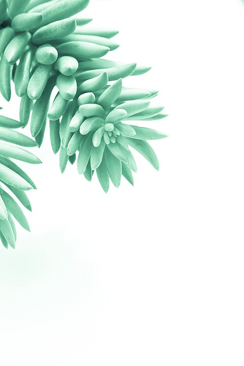 Burro's tail: Donkey Tail Sedum