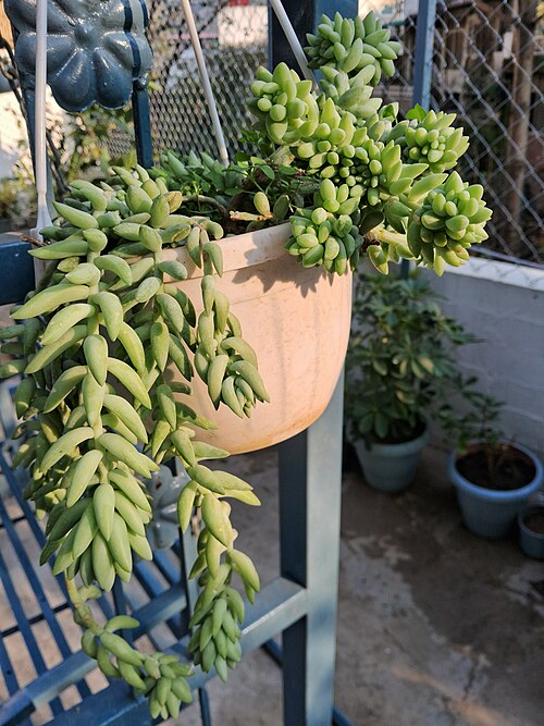 Burro's tail: Burro's tail