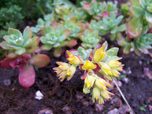 Sedum palmeri: Sedum Palmeri