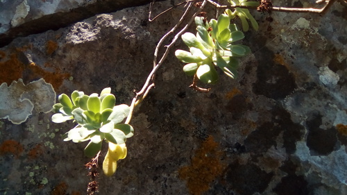 Sedum palmeri (Sedum palmeri)