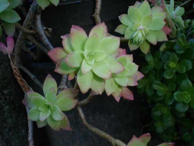 Sedum palmeri: Sedum palmeri