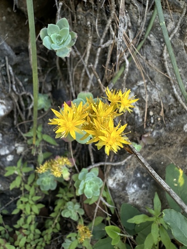Sedum palmeri (Sedum palmeri)