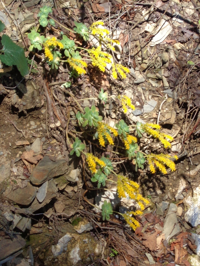 Sedum palmeri (Sedum palmeri)