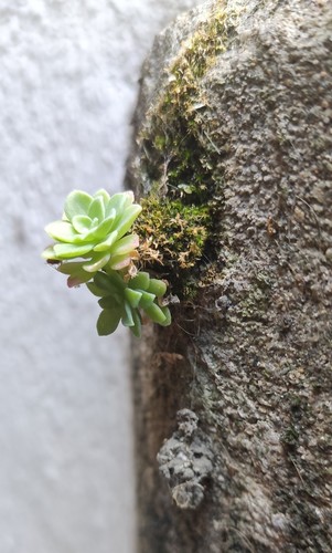 Sedum palmeri (Sedum palmeri)