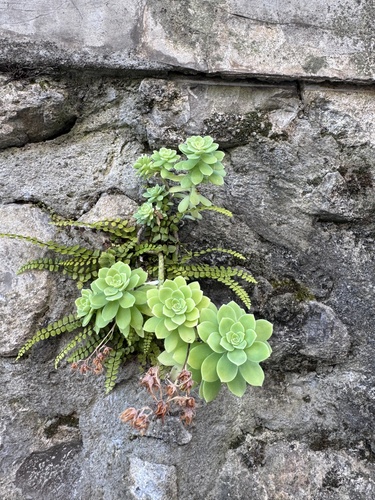 Sedum palmeri (Sedum palmeri)