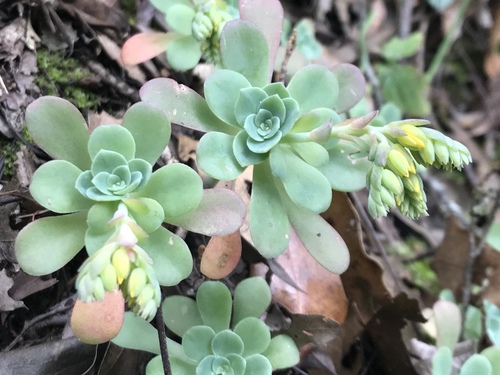 Sedum palmeri (Sedum palmeri)