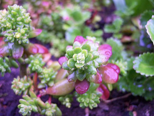 Sedum palmeri: Sedum Palmeri