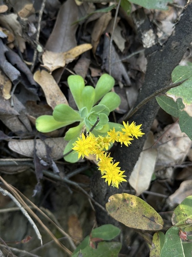 Sedum palmeri (Sedum palmeri)