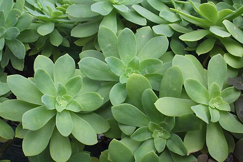 Sedum palmeri: The rosette shape of the leaves of Sedum palmeri
