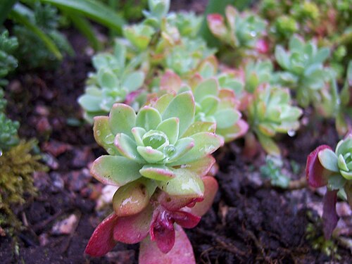 Sedum palmeri: Sedum Palmeri