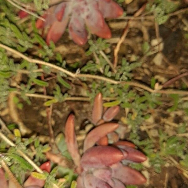 Red stonecrop (Sedum rubens)