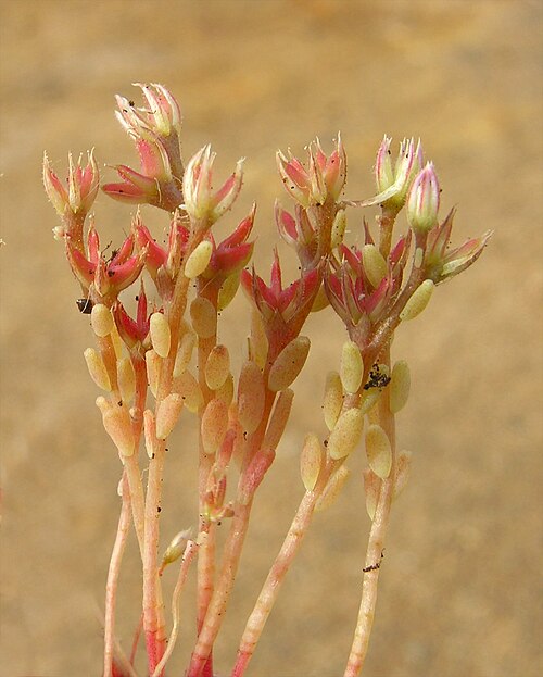 Red stonecrop: Sedum rubens
