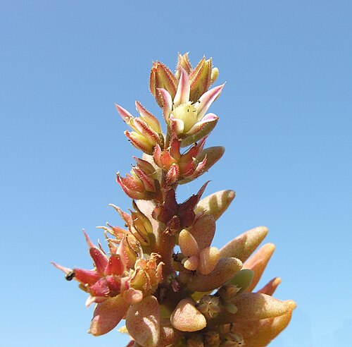 Red stonecrop: Sedum rubens