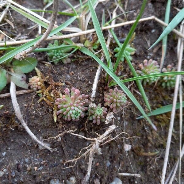 Red stonecrop (Sedum rubens)