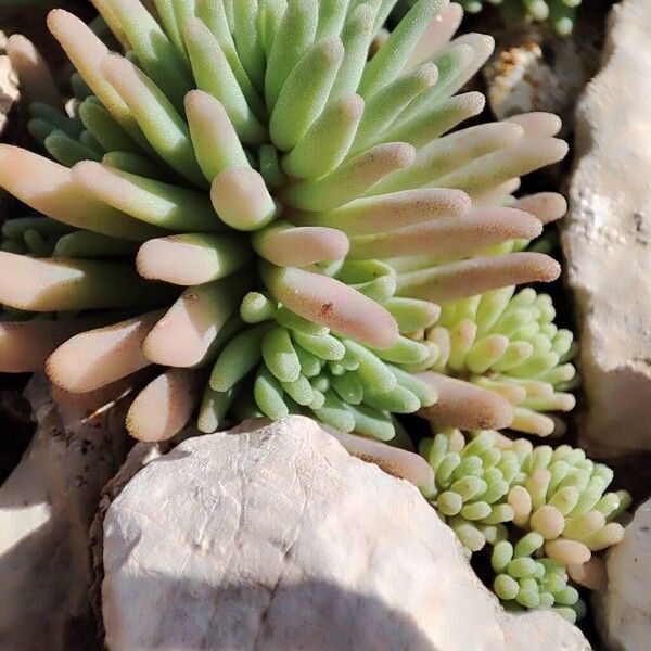 Red stonecrop (Sedum rubens)