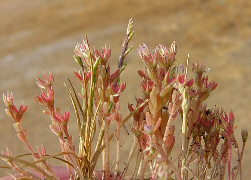 Red stonecrop: Sedum rubens
