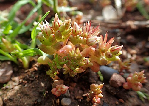 Red stonecrop: Sedum rubens in Waride