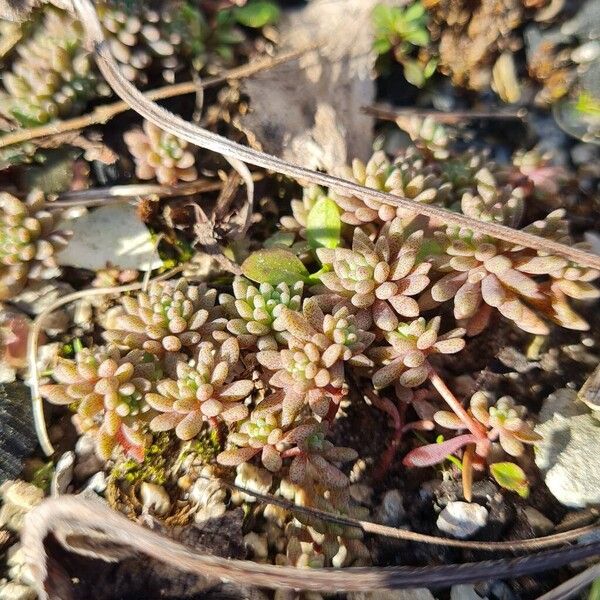 Red stonecrop (Sedum rubens)