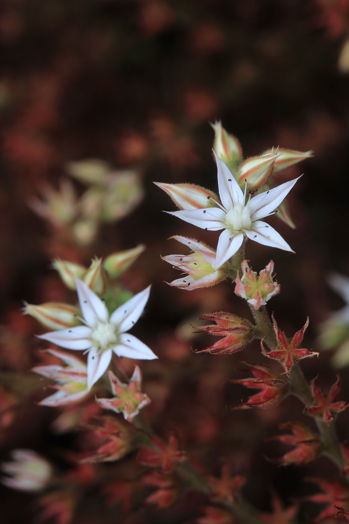 Red stonecrop: Sedum rubens