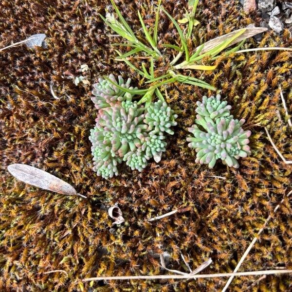 Red stonecrop (Sedum rubens)