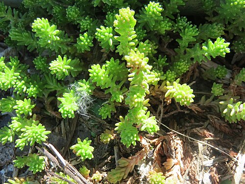 Tasteless stonecrop: Milder Mauerpfeffer ( Sedum sexangulare ) am Rhein bei Altlußheim