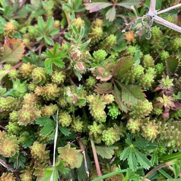 Tasteless stonecrop (Sedum sexangulare)
