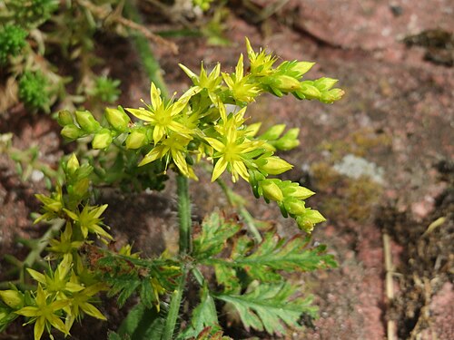 Tasteless stonecrop: Ritzenbotanik: Milder Mauerpfeffer ( Sedum sexangulare ) in Hockenheim