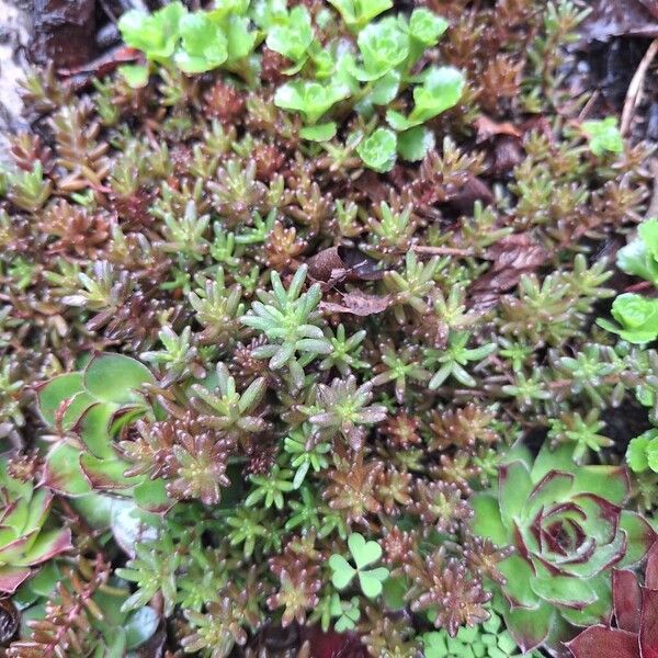 Tasteless stonecrop (Sedum sexangulare)