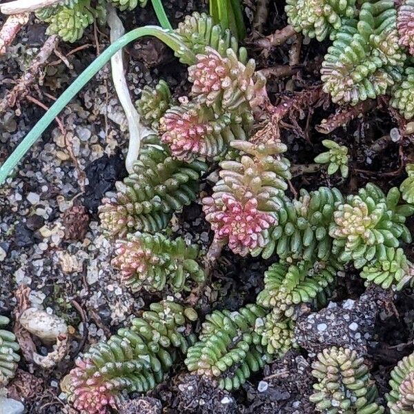 Tasteless stonecrop (Sedum sexangulare)