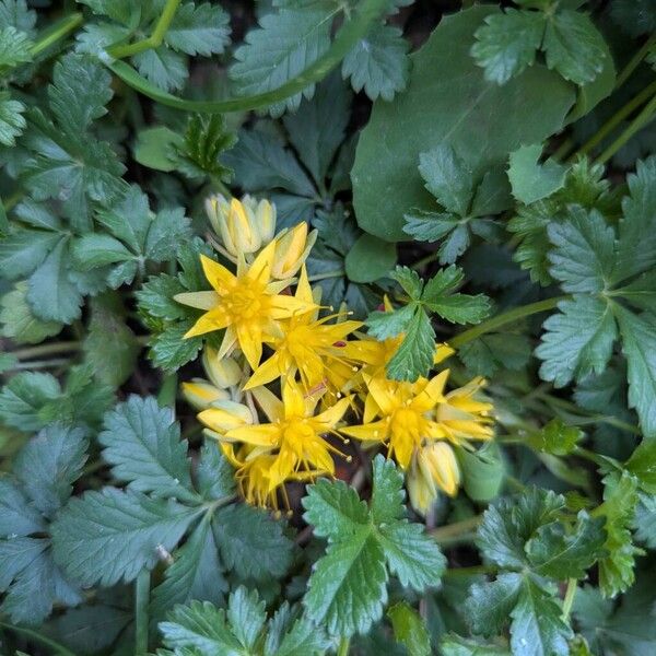 Tasteless stonecrop (Sedum sexangulare)