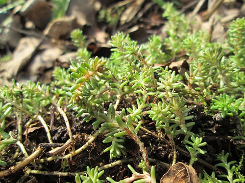 Tasteless stonecrop: Milder Mauerpfeffer ( Sedum sexangulare ) am Tierfriedhof in Alt-Saarbrücken
