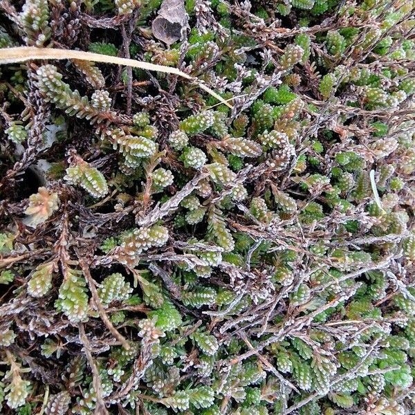 Tasteless stonecrop (Sedum sexangulare)