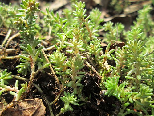 Tasteless stonecrop: Milder Mauerpfeffer ( Sedum sexangulare ) am Tierfriedhof in Alt-Saarbrücken