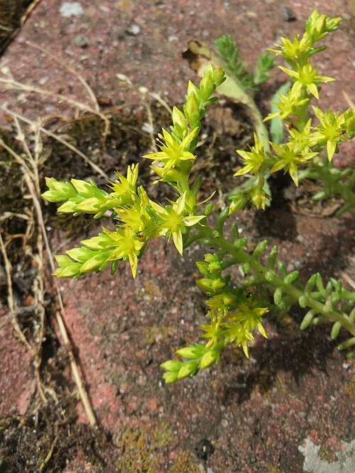 Tasteless stonecrop: Ritzenbotanik: Milder Mauerpfeffer ( Sedum sexangulare ) in Hockenheim