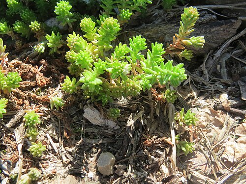 Tasteless stonecrop: Milder Mauerpfeffer ( Sedum sexangulare ) am Rhein bei Altlußheim