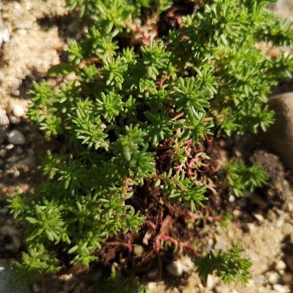 Tasteless stonecrop (Sedum sexangulare)