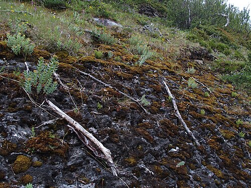 Purple stonecrop: Sedum villosum habitat. Fjällripfjället, Åsele lappmark, Sweden.