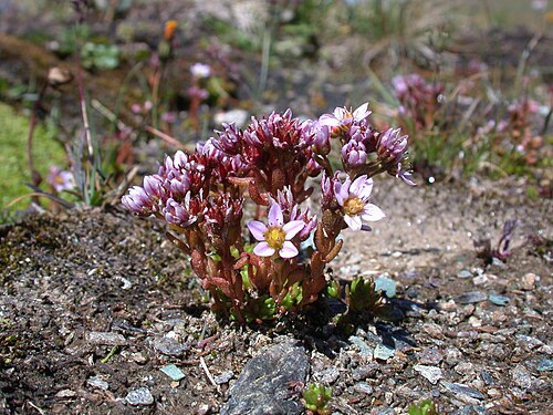 Purple stonecrop: Sedum villosum (Crassulaceae); Gornergrat, Canton of Valais, Switzerland