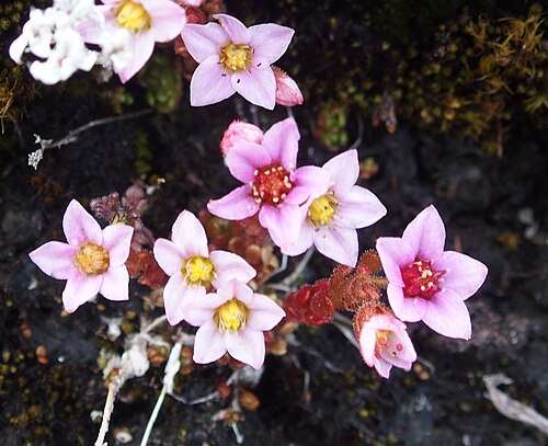 Purple stonecrop: Sedum villosum in flower. Fjällripfjället, Åsele lappmark, Sweden.